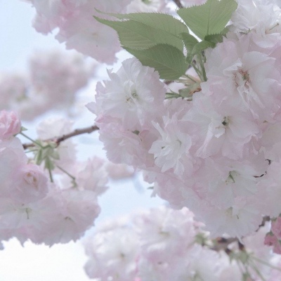 兽设背景故事创作兽圈群